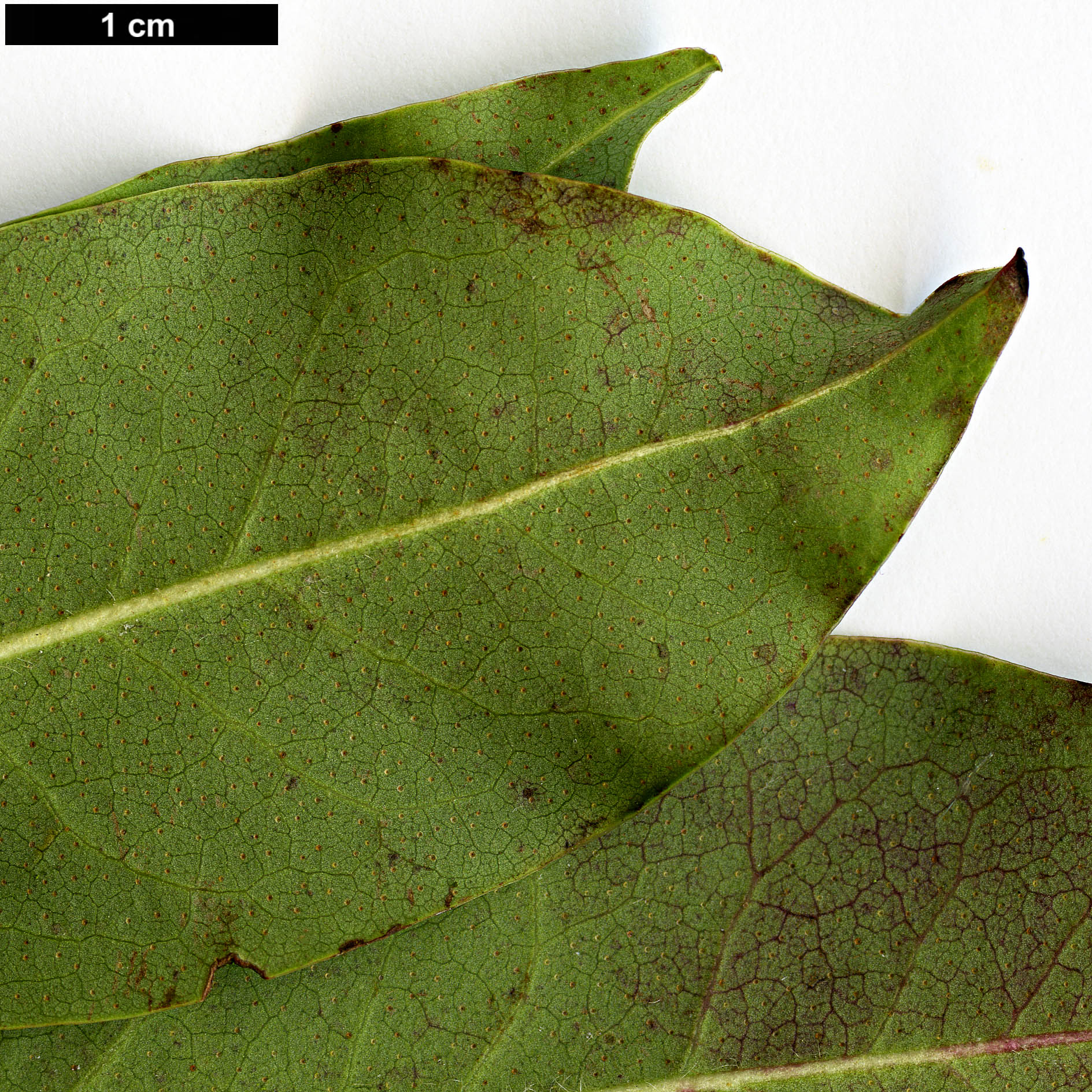 High resolution image: Family: Ericaceae - Genus: Rhododendron - Taxon: augustinii - SpeciesSub: subsp. chasmanthum